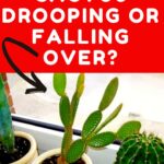 Why Is My Cactus Drooping: Diagnosing and Fixing a Drooping Cactus