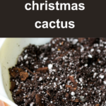 Christmas Cactus Pot Ideas: Creative and Beautiful Pot Ideas for Your Christmas Cactus