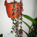 String of Hearts Seed Pods: How to Propagate String of Hearts from Seed Pods