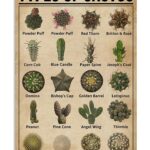 Identify Cactus by Picture: A Visual Guide to Recognizing Cactus Varieties
