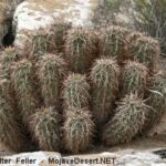 Cactus in the Mojave Desert: Discovering the Iconic Cacti of the Mojave Desert