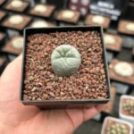 Are Peyote Seeds Legal? Understanding the Legal Status of Peyote Cactus Seeds