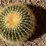 Cactus in Tucson Arizona: Exploring Tucson’s Iconic Cactus Species