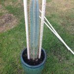 How to Replant a Cactus: Step-by-Step Instructions for a Successful Transplant