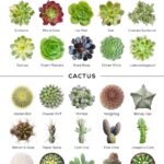 Succulent Pictures with Names: Your Handy ID Guide