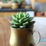 How Long Can a Succulent Go Without Water? Understanding Succulent Watering Needs