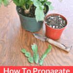 How to Start a Christmas Cactus from a Cutting