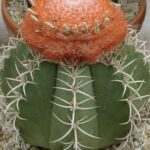 What Kind of Cactus Do I Have? Easy Identification Tips