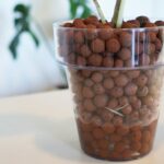How to Use LECA Balls: The Benefits of Using LECA Balls for Cactus and Succulent Growth