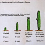 Do All Cactus Plants Flower? A Guide to the Flowering Cycle of Cactus Plants