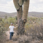 How Long Does It Take a Saguaro Cactus to Grow? Understanding the Growth Rate of Saguaro Cacti