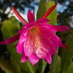 Epiphyllum