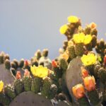 Where Does the Prickly Pear Grow? Global Hotspots