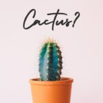 How Often Should Cactus Be Watered? A Simple Guide to Cactus Watering Needs