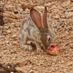 Prickly Pear How to Eat: A Step-by-Step Guide to Eating Prickly Pear Cactus Fruit