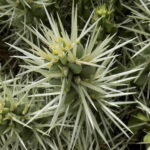 Cylindropuntia
