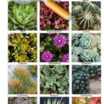Plants That Look Like Cactus: Identifying Succulents and Other Plants with Cactus-Like Features