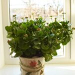Why Are My Kalanchoe Leaves Drying Out? How to Fix It