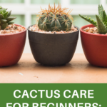 How to Take Care of Cactus Indoors: Essential Tips for Growing Cacti Indoors
