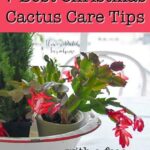 What Is the Best Food for Christmas Cactus? Expert Tips