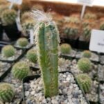 Pilosocereus