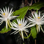 Can I Eat Epiphyllum Hookeri: Understanding the Edibility and Uses of This Cactus