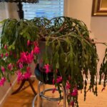 How Long Do Christmas Cactuses Live? Understanding the Lifespan of Christmas Cactus
