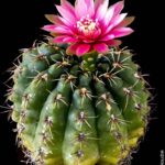 Gymnocalycium