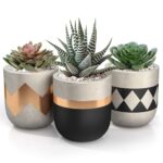 Small Cactus Plant Pots: Best Pots for Small Cactus Varieties