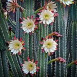 Peruvian Apple Cactus Hallucinations: Exploring the Effects and Risks of This Cactus