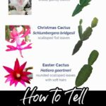 Difference Between Christmas Cactus: How to Tell Apart Different Types of Christmas Cactus