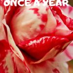 The Cactus That Only Blooms Every 100 Years: Nature’s Rarity