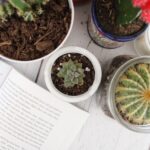 Do I Need to Feed My Succulent? Nutrient Basics Explained