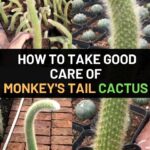 Monkey Tail Cactus vs Donkey Tail Cactus: Key Differences and Care Tips