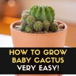 How Do You Grow Cactus? A Beginner’s Guide to Growing Cactus from Scratch