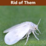 How to Kill Mealybug on Plants: Effective Methods for Getting Rid of Mealybugs on Plants