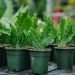 Christmas Cactus Cuttings Propagation: Step-by-Step Guide