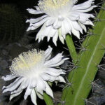 Acanthocereus