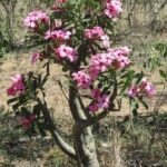 Adenium Swazicum Leaf Falling During Growing Season: What’s Causing It and How to Fix It
