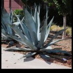 How Much Does Agave Cost? Understanding the Value of Agave Plants