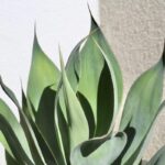 Do Agave Die After Flowering? The Fascinating Truth