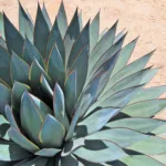 Full-Grown Agave Blue Glow: Stunning Hardy and Easy to Grow