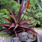 Different Types of Aloe Plants You’ll Love