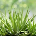 How to Plant an Aloe Vera Plant from a Cutting: A Step-by-Step Guide to Growing Aloe Vera from Cuttings