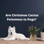 Is Christmas Cactus Poisonous to Dogs? What Pet Owners Should Know