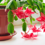Do Cacti Like Coffee Grounds? Exploring the Benefits of Coffee Grounds for Cacti