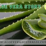 Where Is Aloe Vera Native To? Discovering the Natural Habitat of Aloe Vera