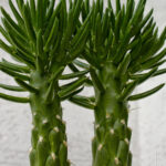 Austrocylindropuntia