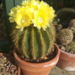 Cactus with Yellow Flowers: Exploring the Cactus Species with Stunning Yellow Blooms