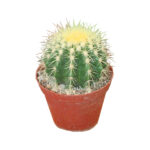 How to Plant a Barrel Cactus Safely
